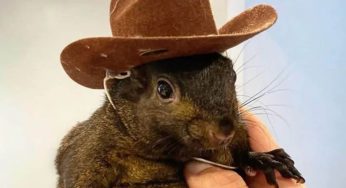 Squirrel Dad Sends Legal Warning to Binance for Alleged Misuse of PNUT Branding